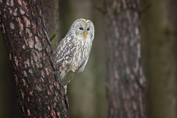Ural owl (Strix uralensis) is a medium-sized nocturnal owl of the genus Strix, with up to 15 subspecies found in Europe and northern Asia. 