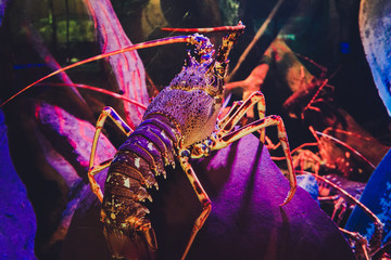 Underwater Lobster
