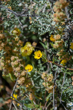 Anza Borrego Desert Flower Bloom
