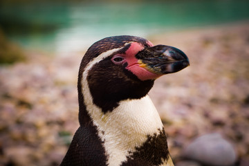 Penguin Close Up Face 