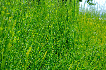 High green grass in the summer in the botanical garden