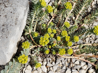 Euphorbia myrsinites - Myrtle spurge or Broad-leaved glaucous-spurge cultived as ornamental plant in garden