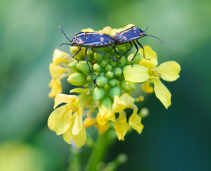 Beautiful insects on a yellow flowers