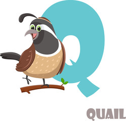 Cute Animal Zoo Alphabet. Letter Q for Quail