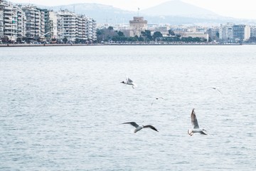 Fototapeta na wymiar Flying birds in the sea in a Greek town Thessaloniki