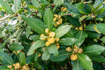 Bay tree with blossom flowers