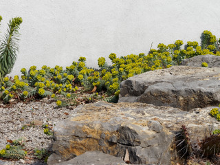 Euphorbia myrsinites - Myrtle spurge or Broad-leaved glaucous-spurge cultived as ornamental plant...