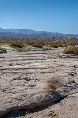 Anza Borrego Desert Flower Bloom