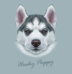 Husky animal dog cute face. Vector Alaskan puppy head portrait. Realistic fur portrait of Siberian dog on gray background.