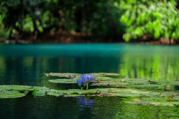 Obraz na płótnie Canvas Blue waterlily or lotus flower in emerald or turquoise lake or pond. Zen pattern, symbol of buddhism.
