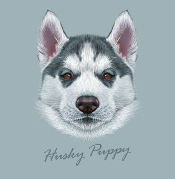 Husky animal dog cute face. Vector Alaskan puppy head portrait. Realistic fur portrait of Siberian dog on gray background.