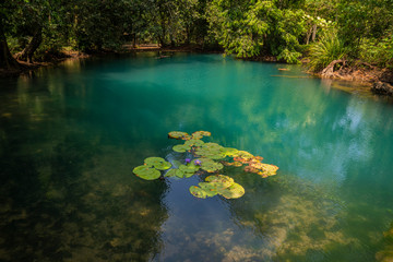 Blue waterlily lotus flower in emerald or turquoise lake or pond in tropical jungle forest.