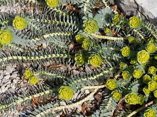 Euphorbia myrsinites - Myrtle spurge or Broad-leaved glaucous-spurge