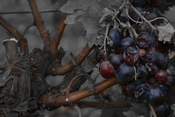 Uvas en viñedos - Bunch of grapes