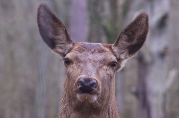 Deer looking at camera