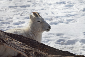 Fototapeta premium Dall sheep in the snow