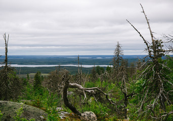 Obraz premium tree on the beach