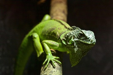 Green iguana on branch