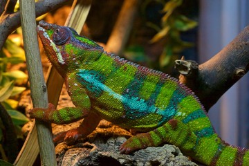 Chameleon climbing up a branch