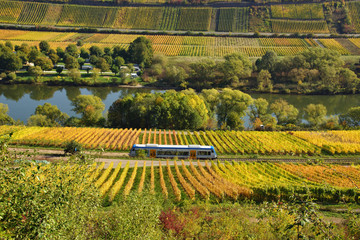 farbige Weinberge im Herbst an der Mosel mit der Moselbahn