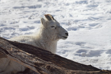 Dall sheep in the snow