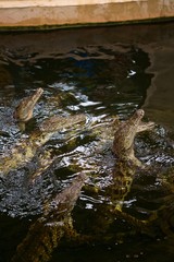 Crocodiles jumping out of the water feeding