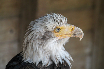 Bald eagle close up portrait