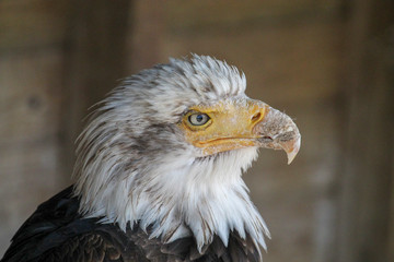 Bald eagle close up portrait