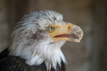 Bald eagle close up portrait