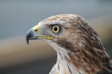 Hawk looking in to distance