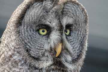 Owl close up