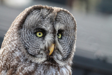 Owl looking in to the distance