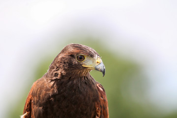 Hawk side profile