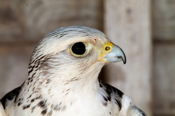White hawk side profile