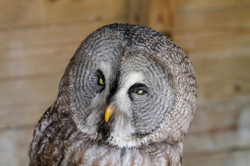 Grey owl squinting