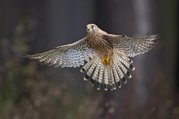Common kestrel (Falco tinnunculus) is a bird of prey species belonging to the kestrel group of the falcon family Falconidae. 