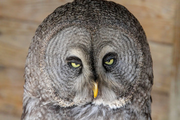 Look looking in to camera unimpressed