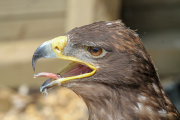 Eagle with mouth wide open and tongue sticking out