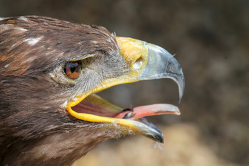 Eagle with mouth wide open and tongue sticking out