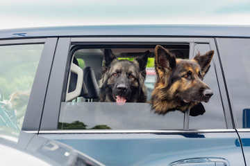 Three dogs are waiting for thir owner in the car, two big shepherd dogs are looking at the rear car...