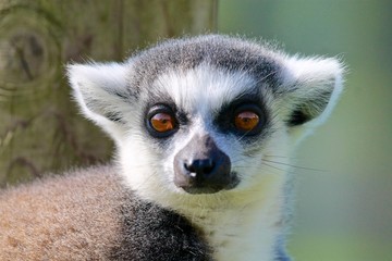 Ring tailed lemur looking at camera