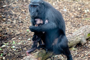 Baby macaque monkey carried by mother
