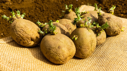 Close up of first early seed potatoes with sprouts or chits on hessian sacking, ready for planting, fine prepared soil (Tilth) in background. Oxfordshire, England. - 256008035