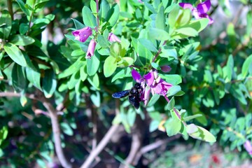 Bee flying around flowers