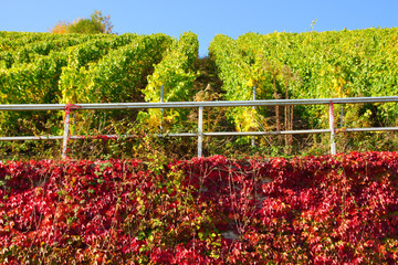 grüner Weinberg oben und darunter an der Mauer eine Fläche roter Wilder Wein