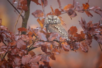 Eurasian scops owl (Otus scops), also known as the European scops owl or just scops owl, is a small owl.