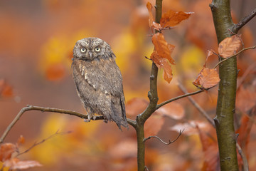 Eurasian scops owl (Otus scops), also known as the European scops owl or just scops owl, is a small owl.