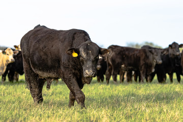 Angus bull with herd