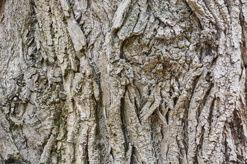 Relief bark of an old tree.