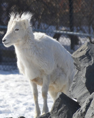 Fototapeta na wymiar Dall sheep in the snow